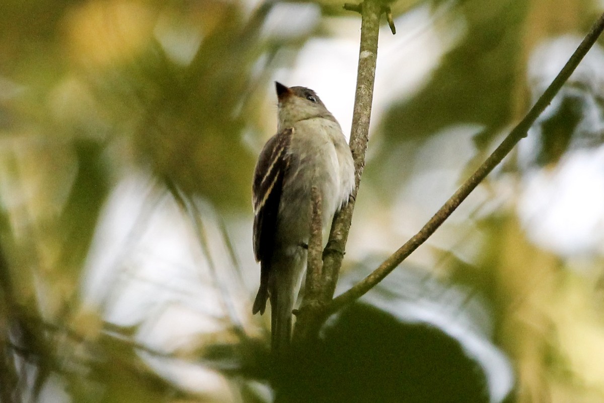 Eastern Wood-Pewee - ML269358801