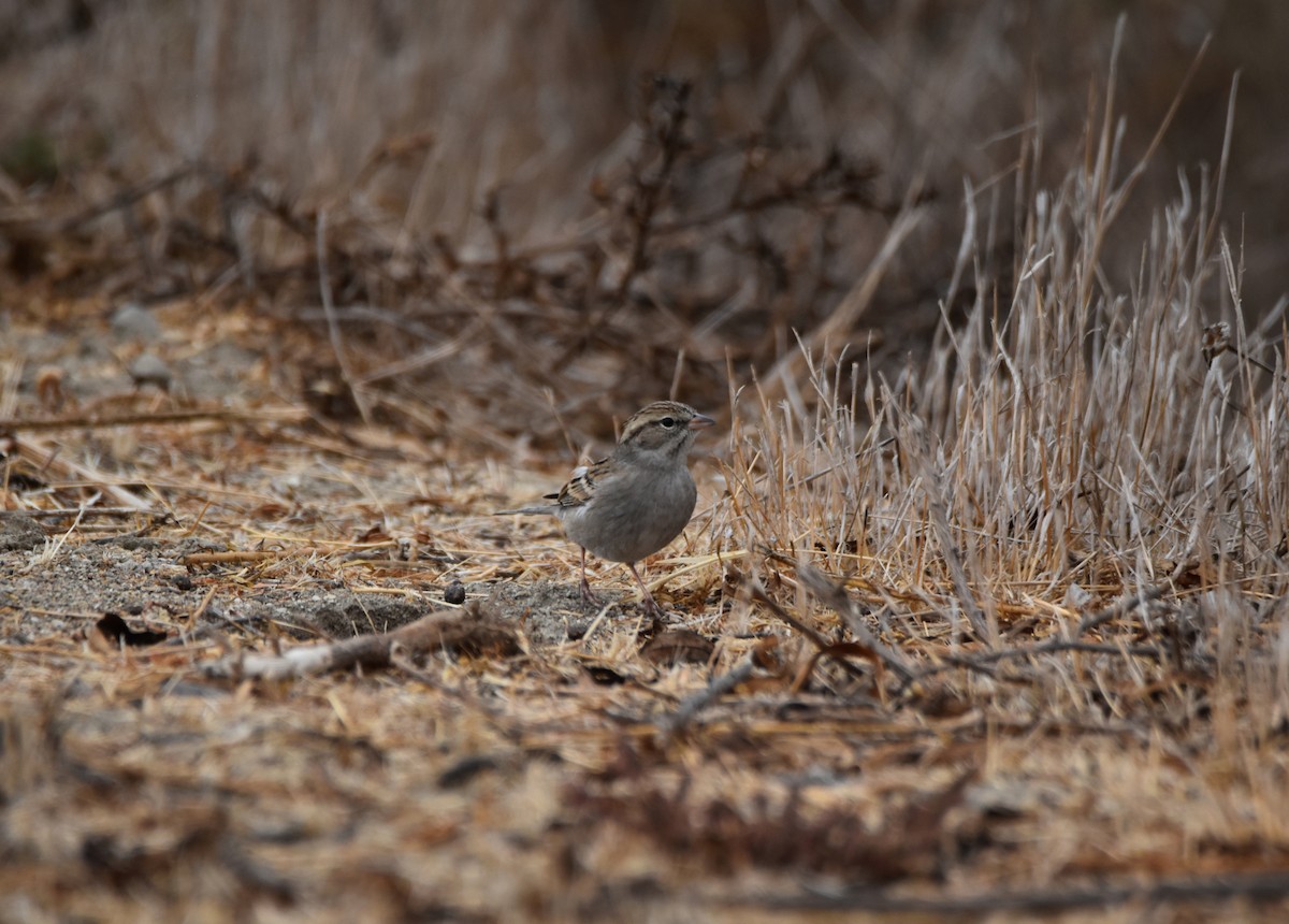 Chipping Sparrow - ML269359761