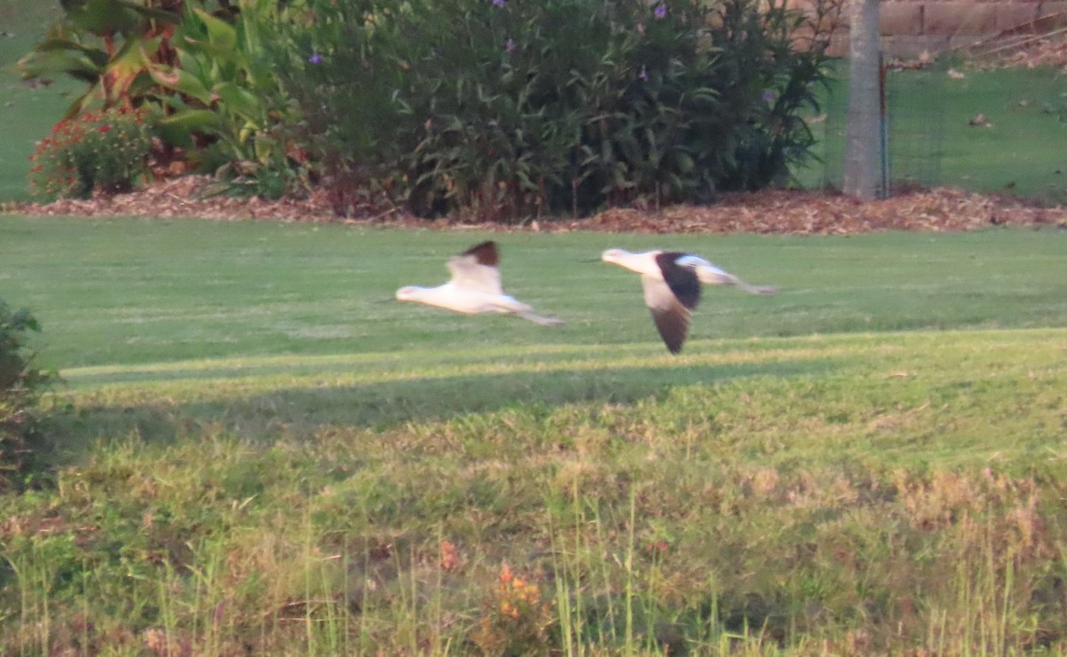 American Avocet - ML269361781