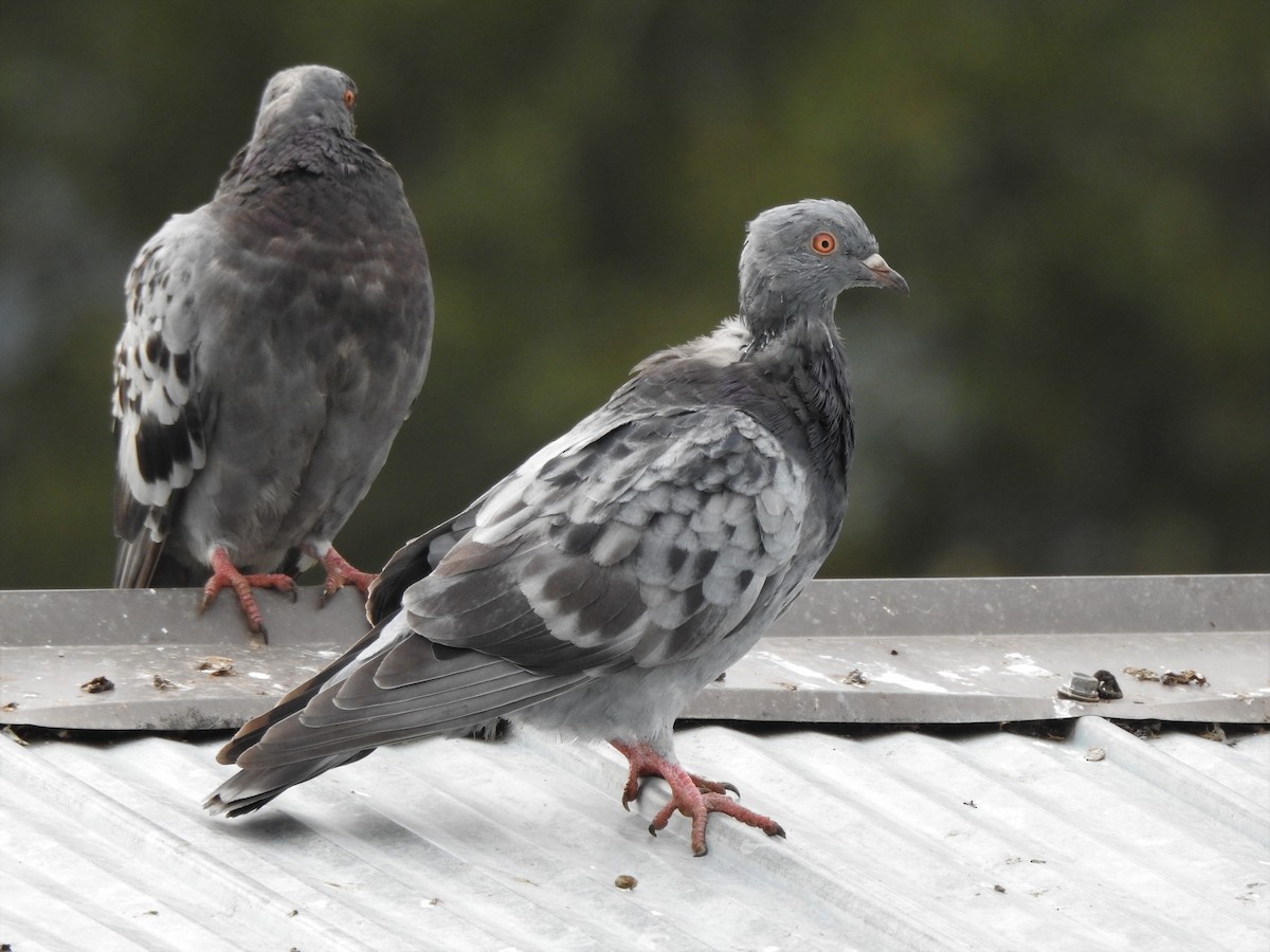 Rock Pigeon (Feral Pigeon) - Jim Walton