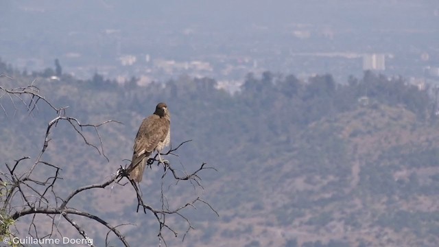 Chimango Caracara - ML269365631