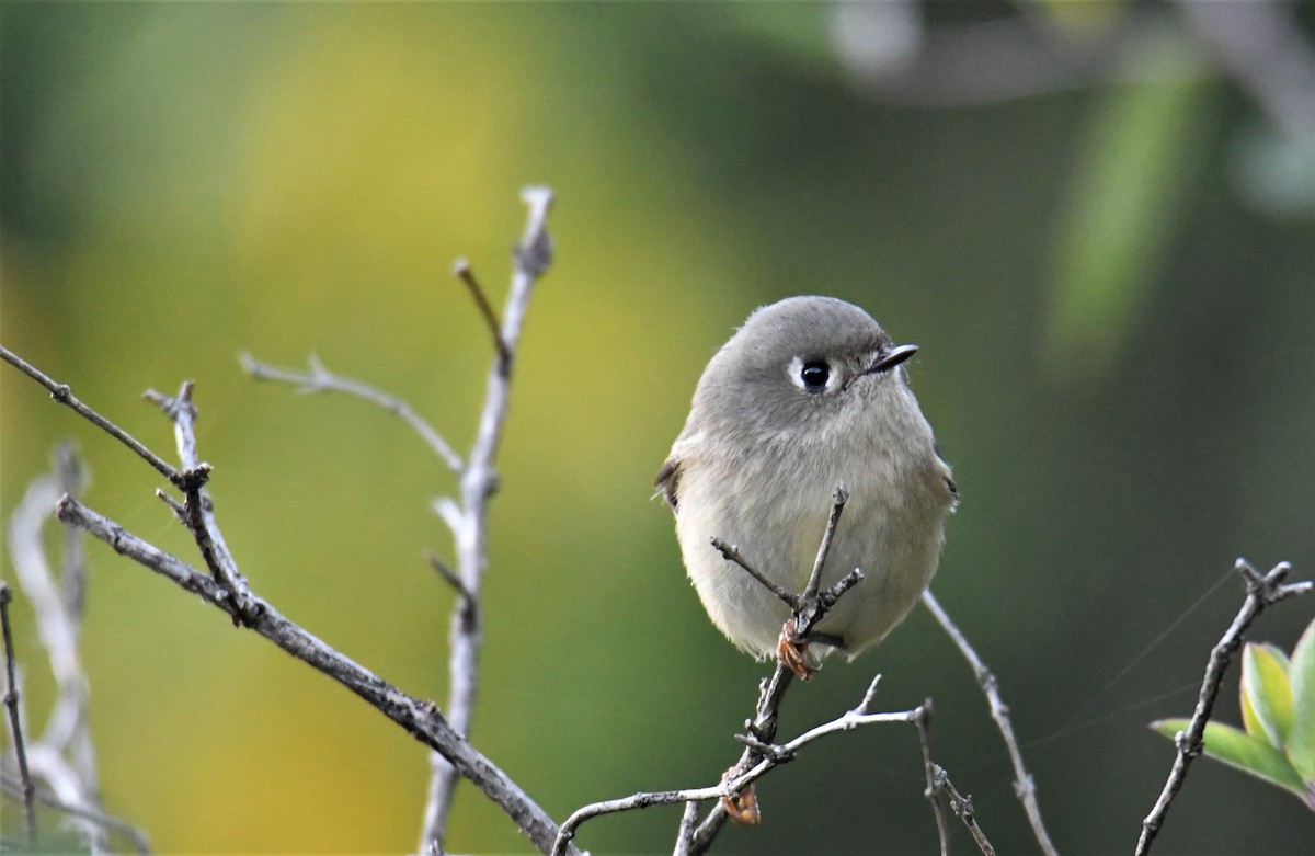 Ruby-crowned Kinglet - ML269368901
