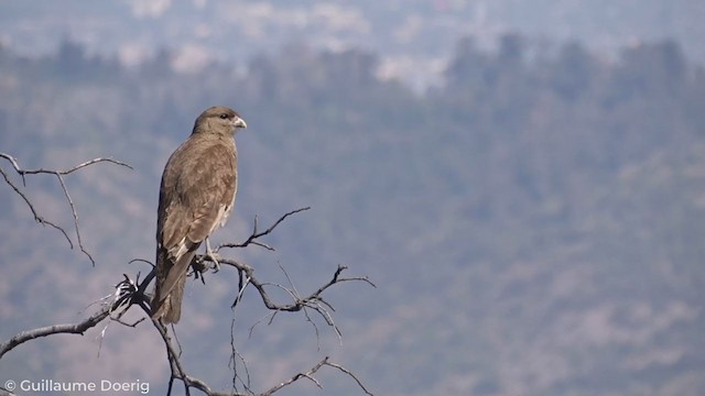 Chimango Caracara - ML269370181