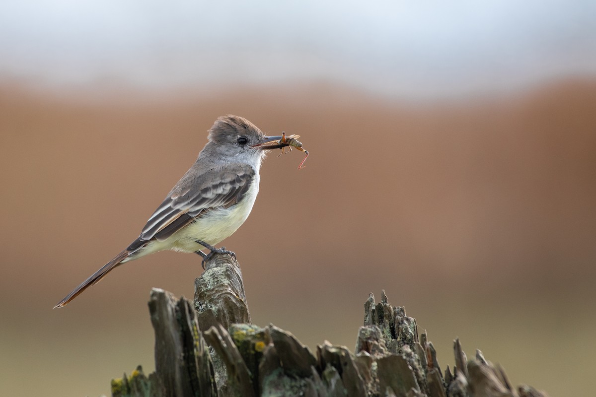 Ash-throated Flycatcher - ML269371671