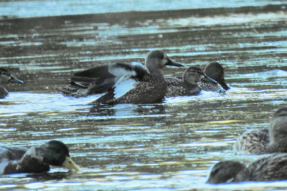 Blue-winged Teal - ML269373481