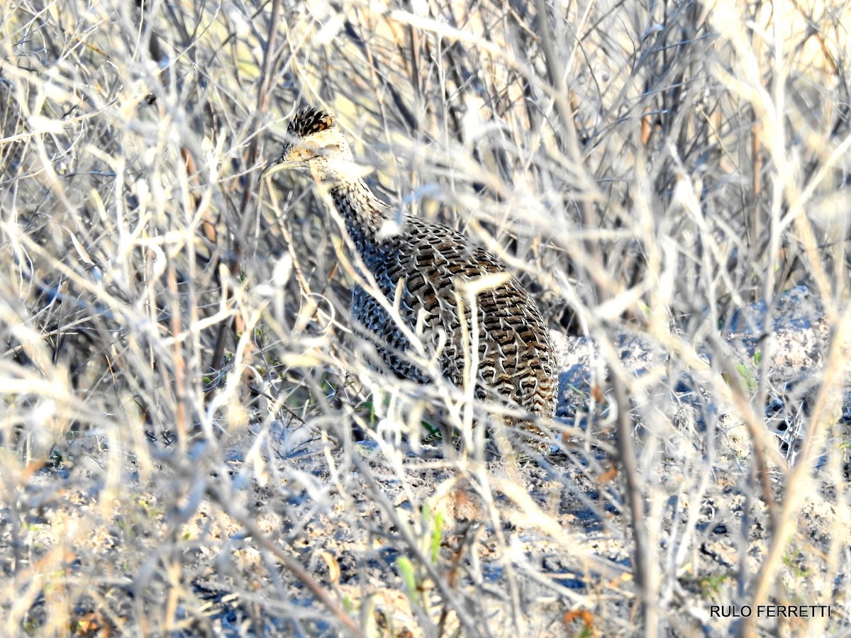 Brushland Tinamou - ML269374901