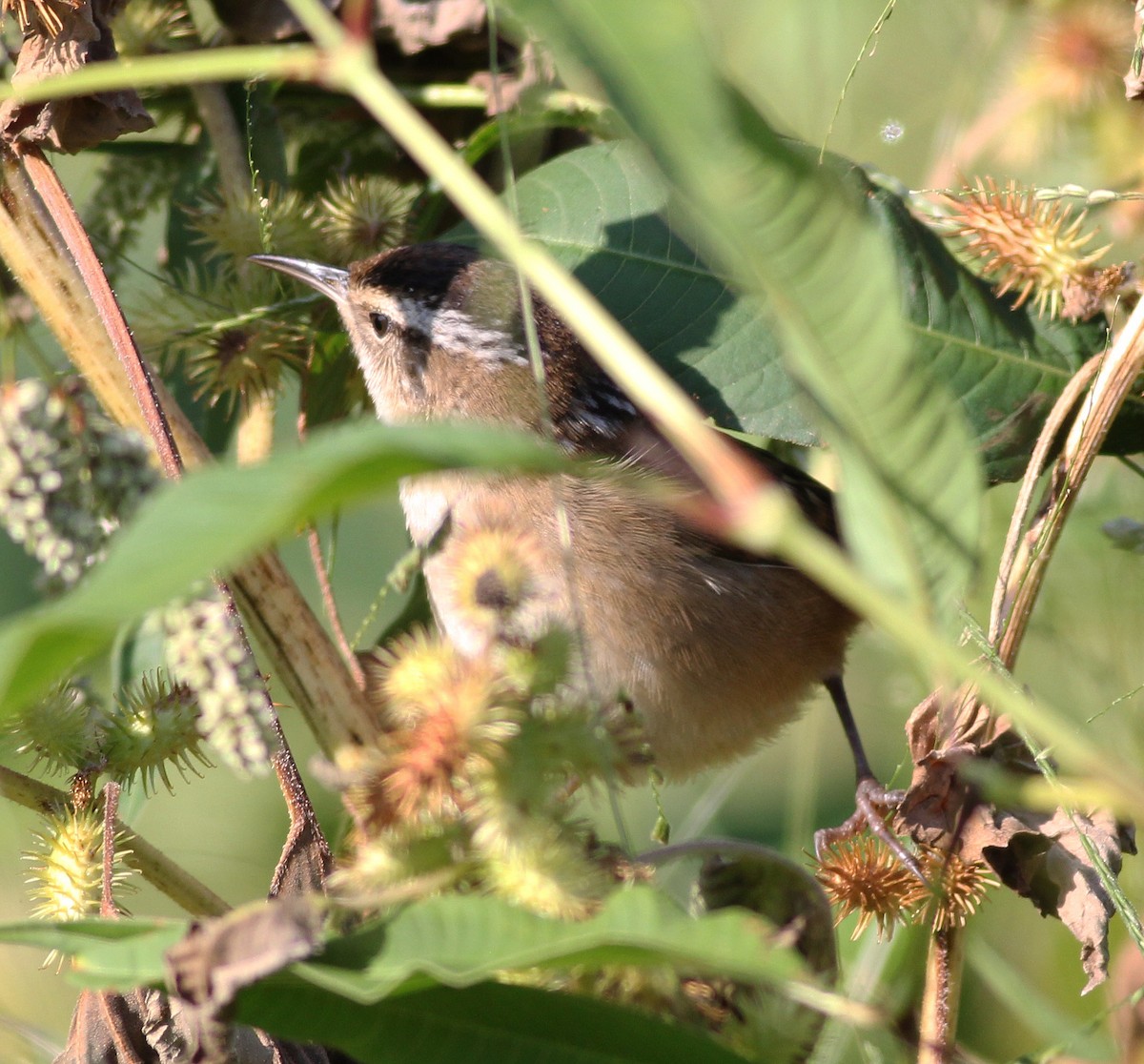 Marsh Wren - ML269375091