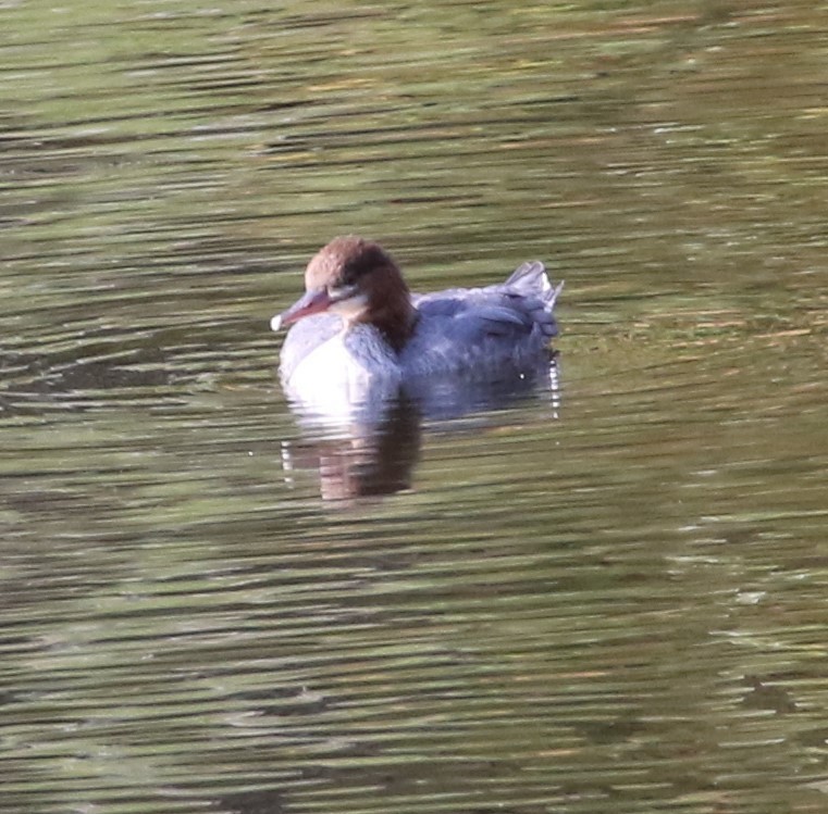 Common Merganser - ML269375191