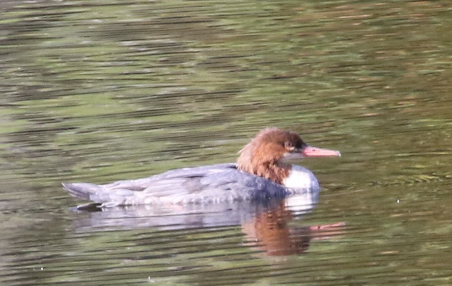 Common Merganser - Karen Miller