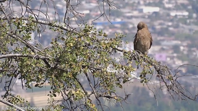 Chimango Caracara - ML269375301