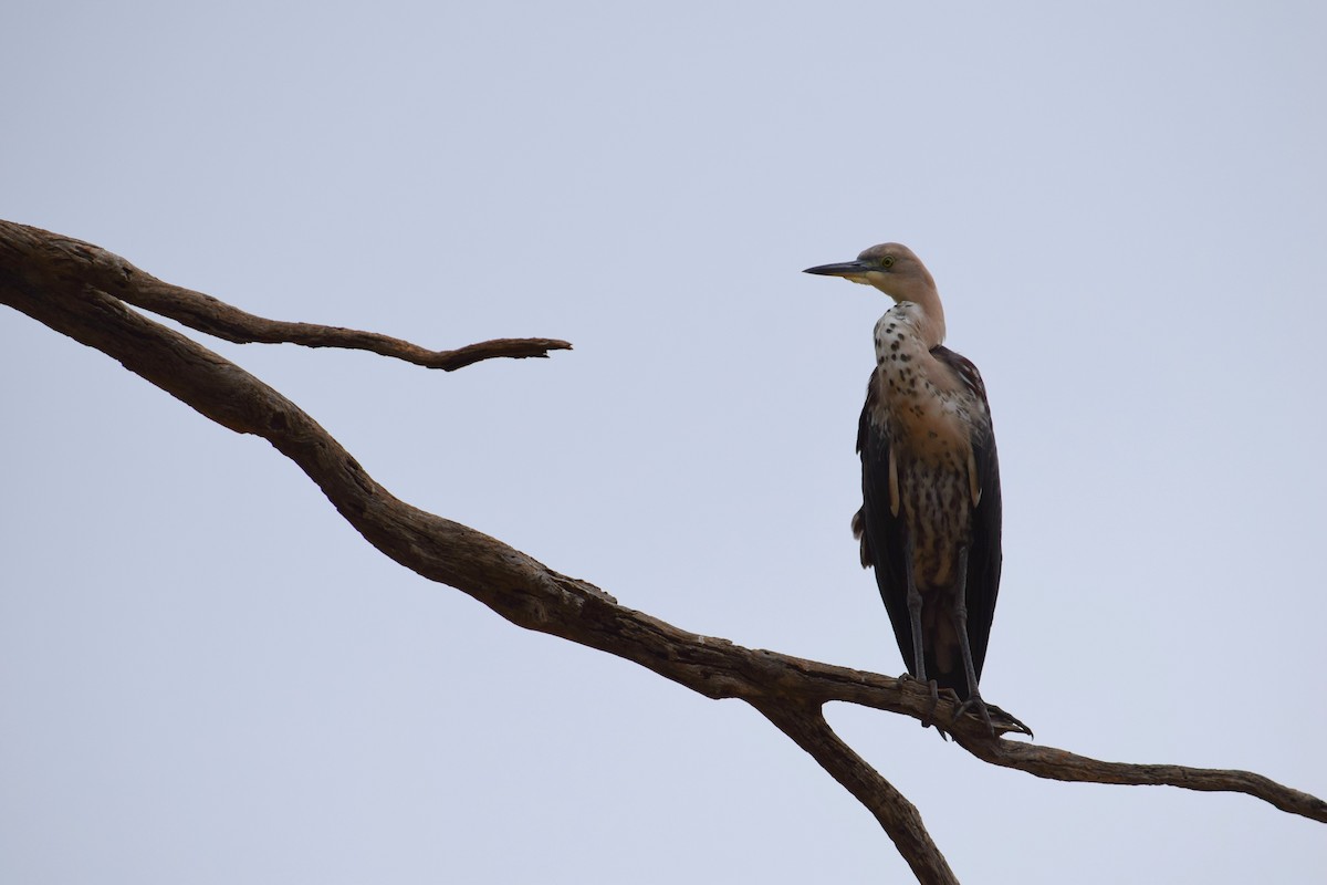 Pacific Heron - Annette Teng