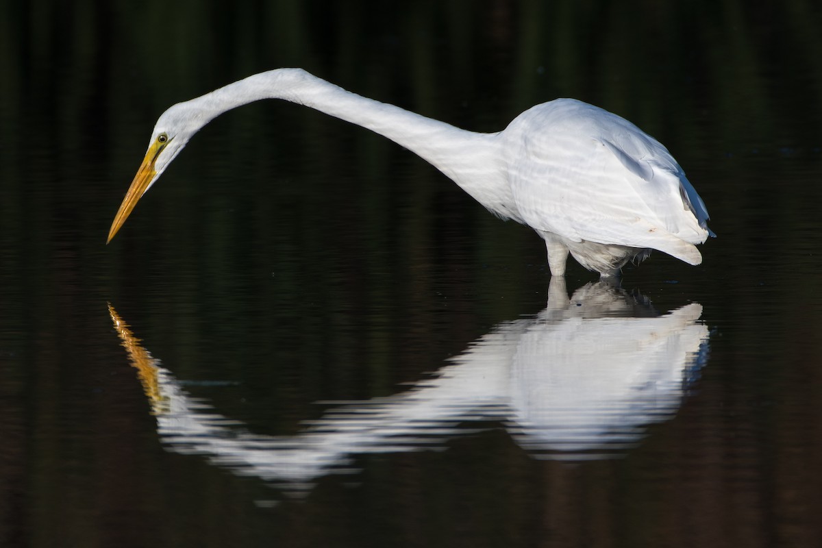 Great Egret - ML269377471