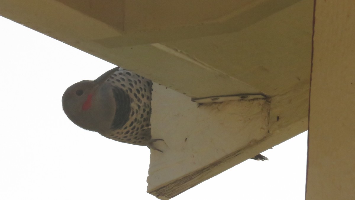 Northern Flicker - ML269377681