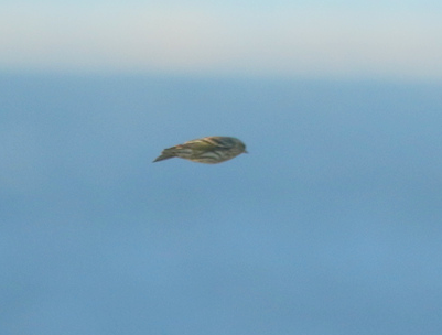 Pine Siskin - ML269378121