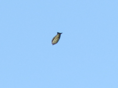 Pine Siskin - ML269378241
