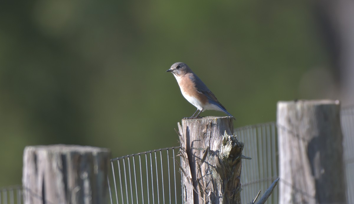 Eastern Bluebird - ML269378771