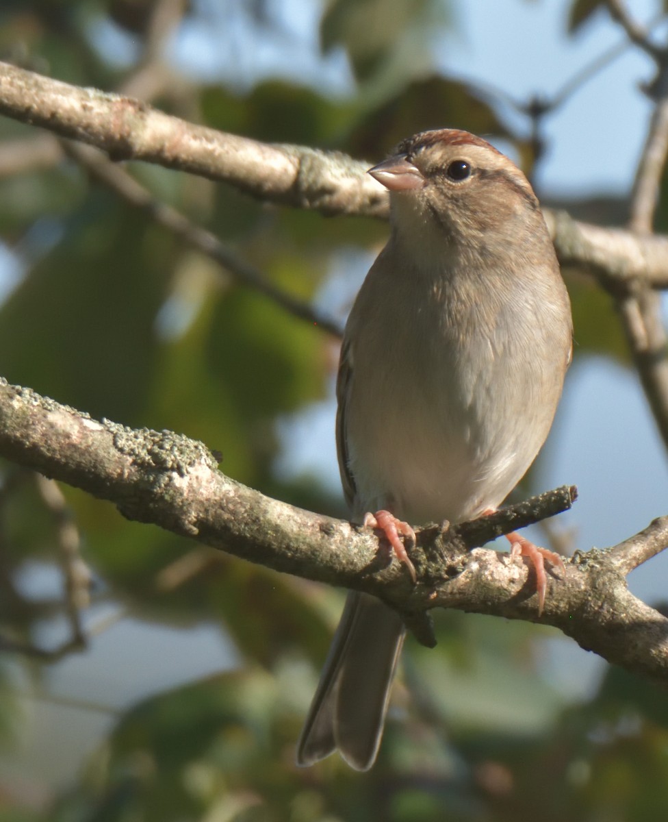 Chipping Sparrow - ML269378941