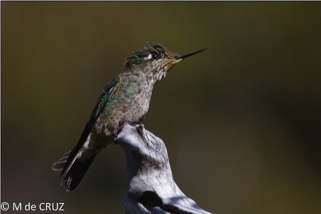 Green-backed Firecrown - Marcelo de Cruz