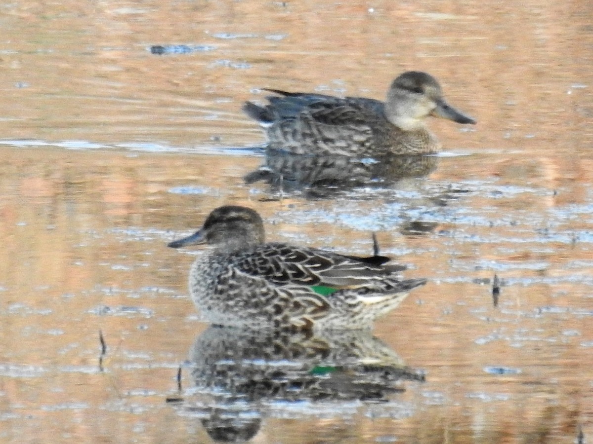 Green-winged Teal - ML269381231