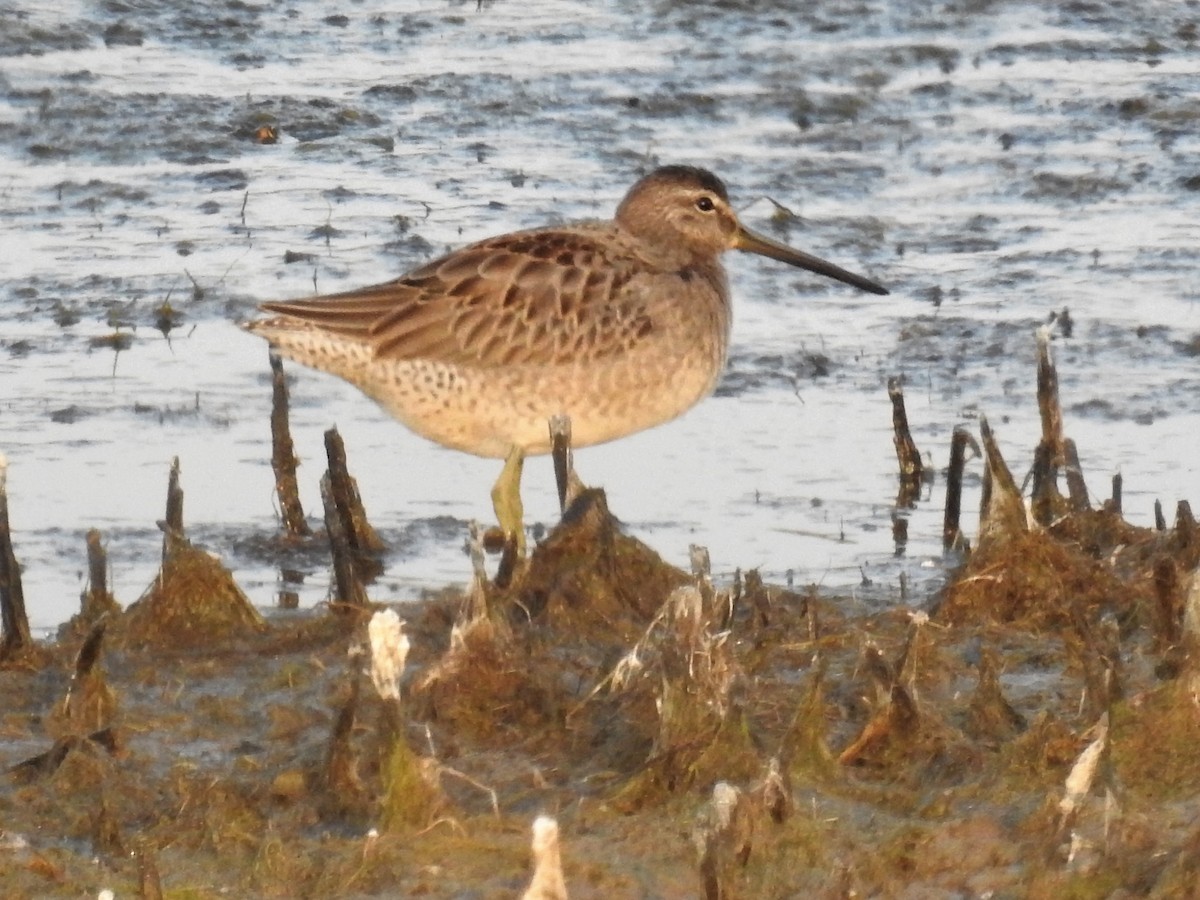 Long-billed Dowitcher - ML269381261