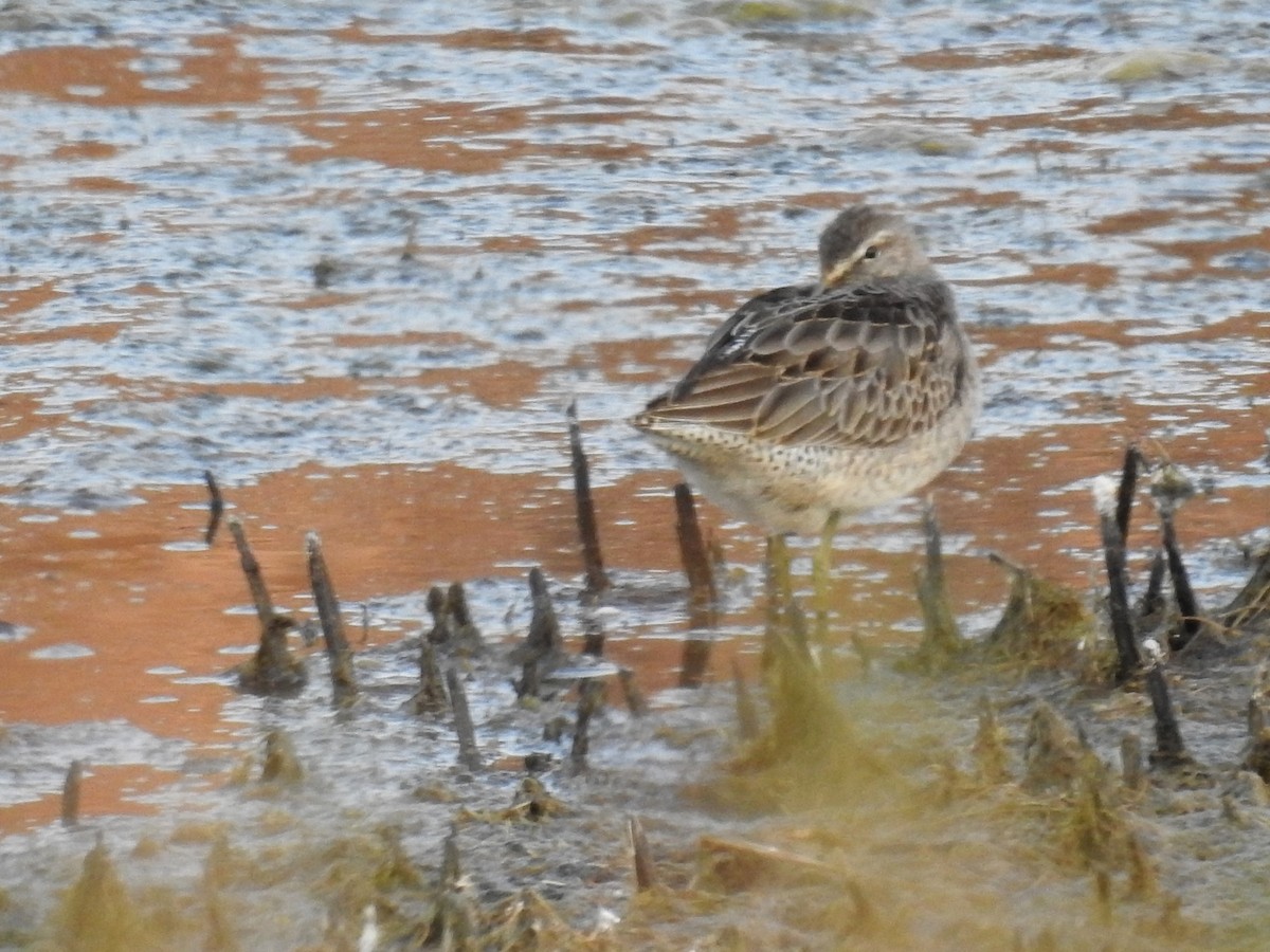 Long-billed Dowitcher - ML269381271