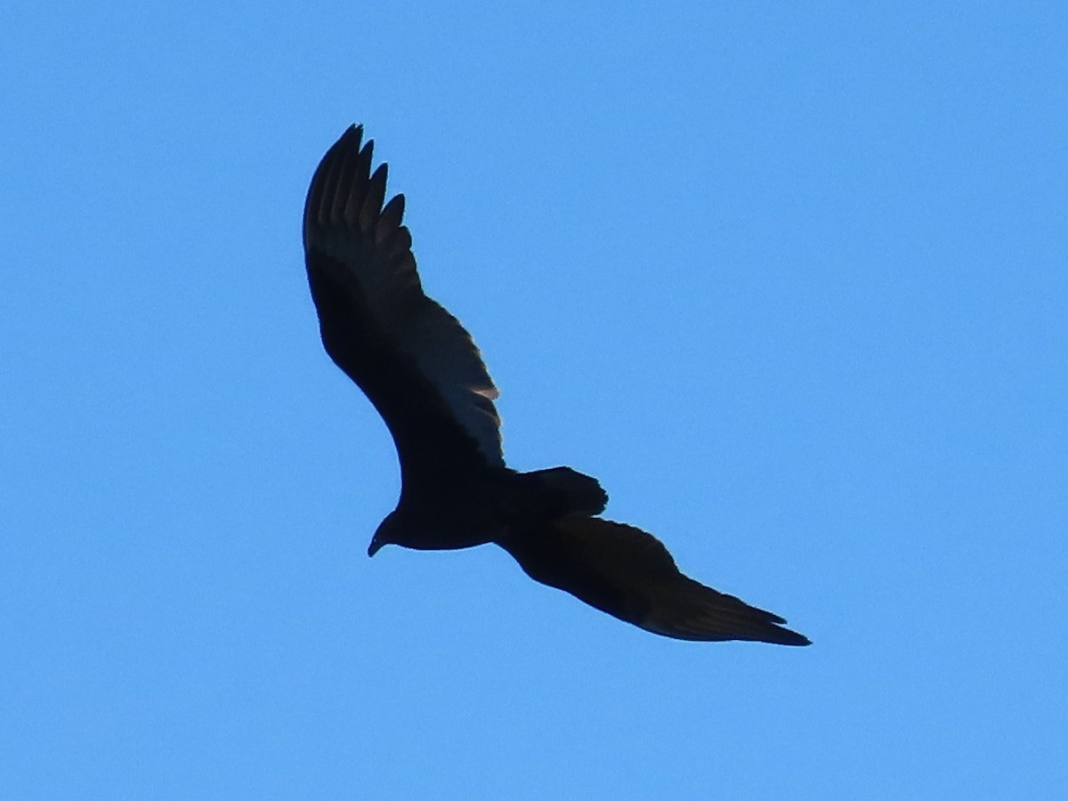 Common Raven - ML269381531