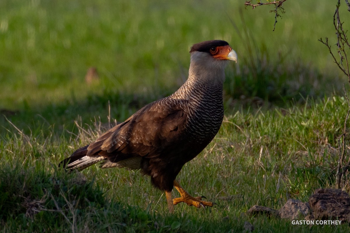 Crested Caracara (Southern) - ML269381861