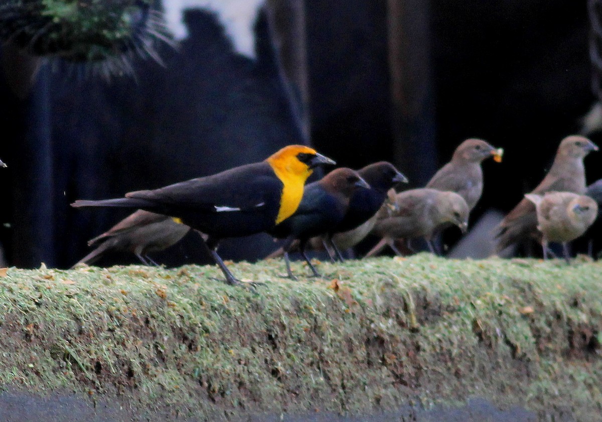 Yellow-headed Blackbird - ML26938261