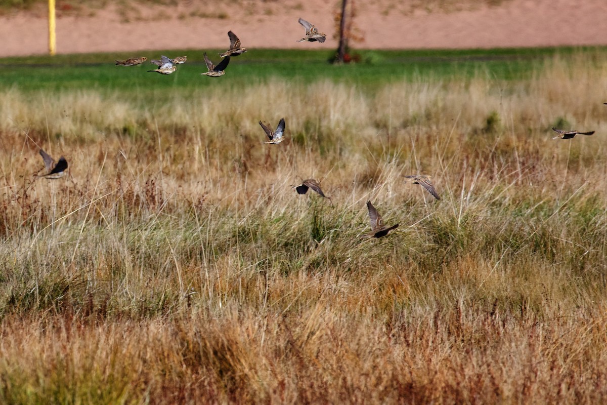 eBird Checklist - 8 Oct 2020 - Park Point--ball fields & beach house ...