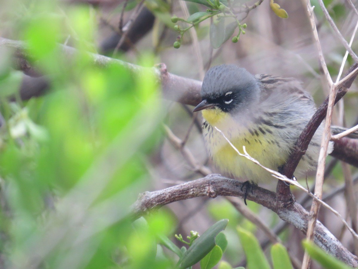 Kirtland's Warbler - ML26938361