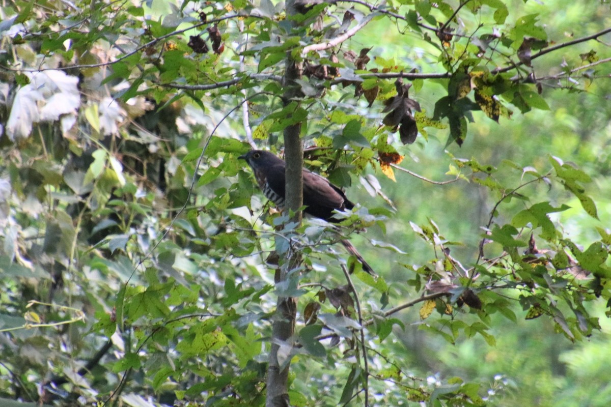 Large Hawk-Cuckoo - ML269384581