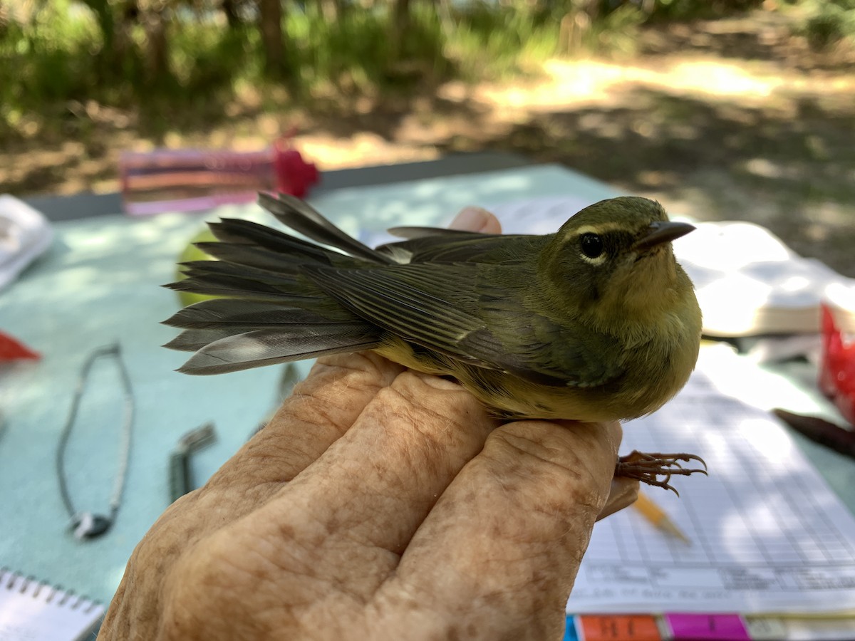 Black-throated Blue Warbler - ML269384951