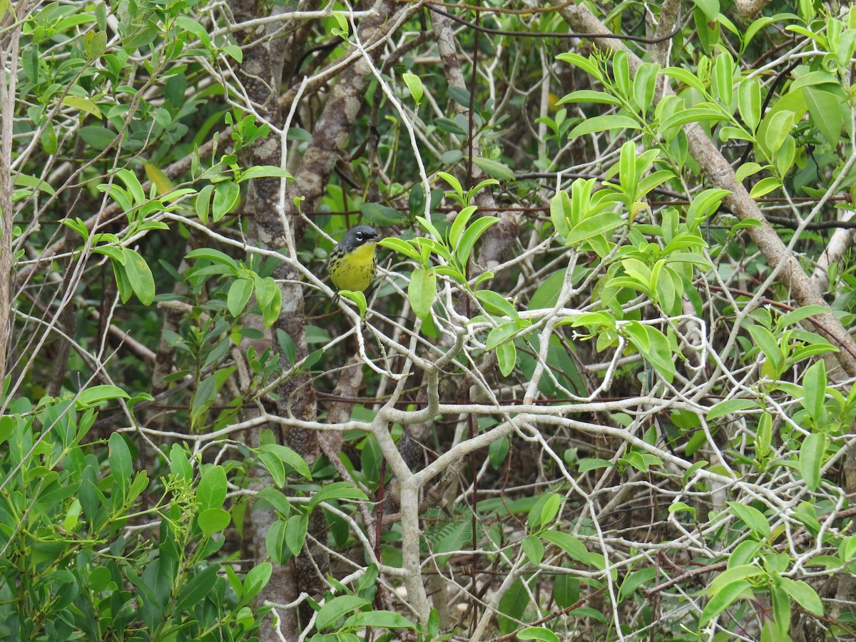 Kirtland's Warbler - ML26938511