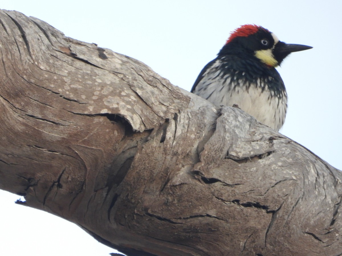 Acorn Woodpecker - ML269385711