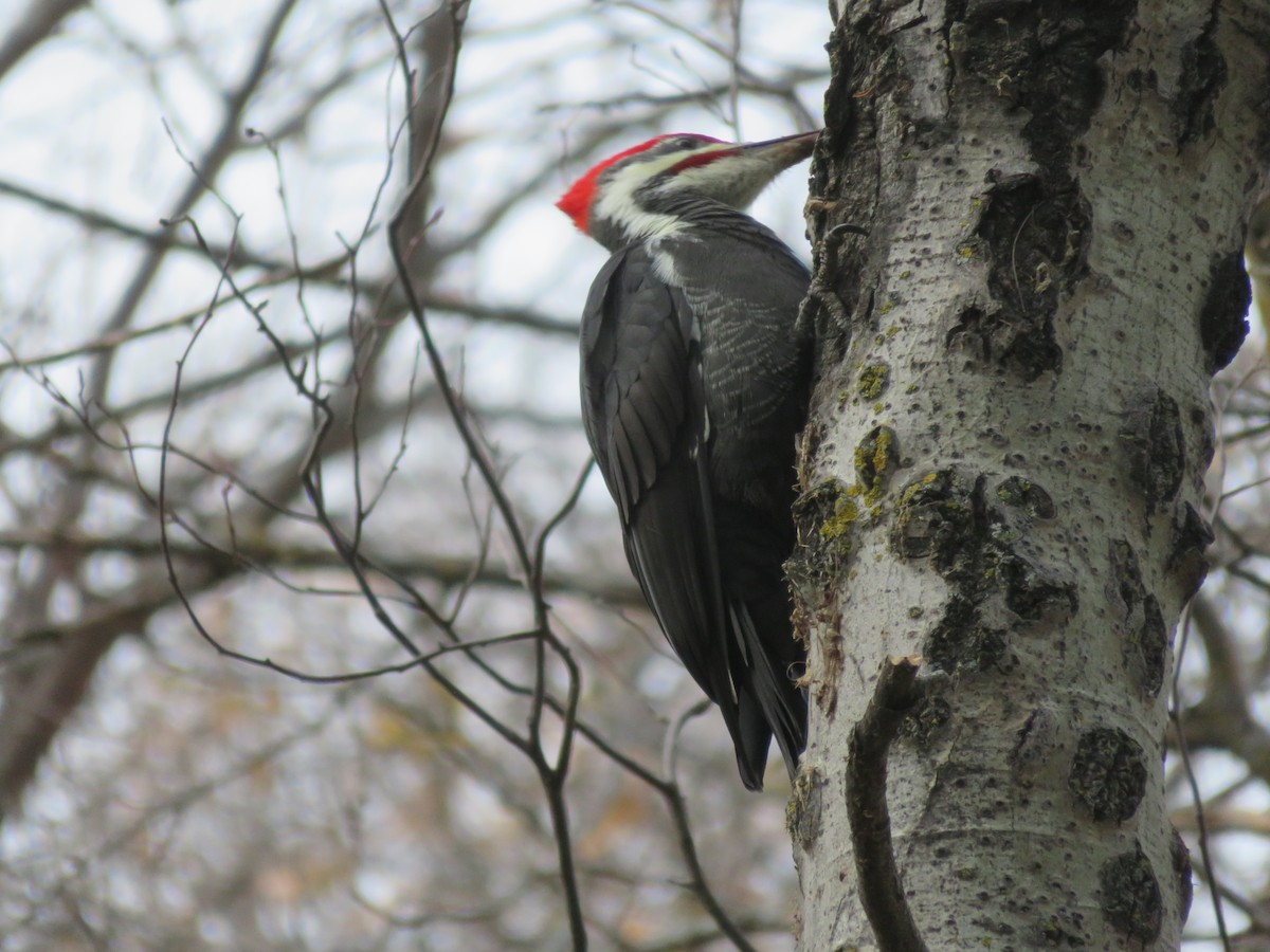 Pileated Woodpecker - Rudolf Koes