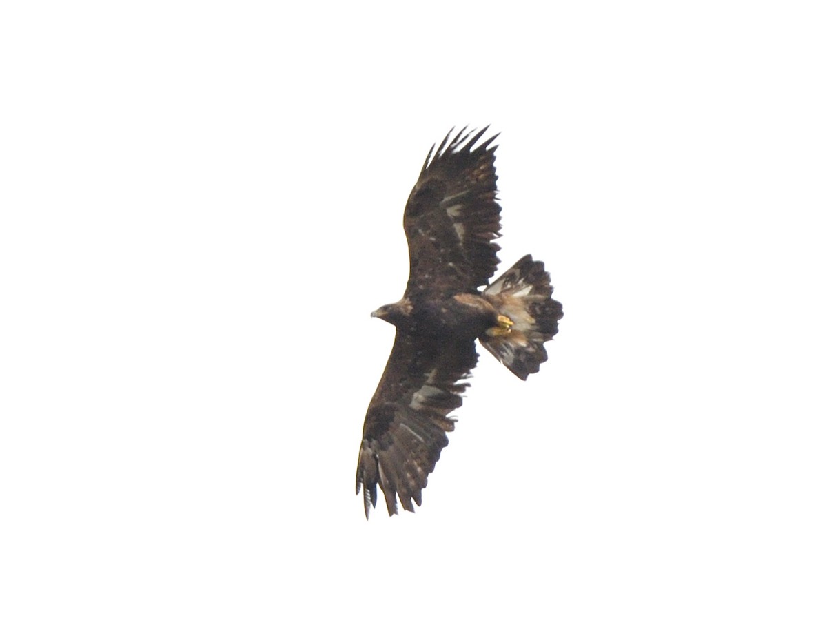 Golden Eagle - ML269386631