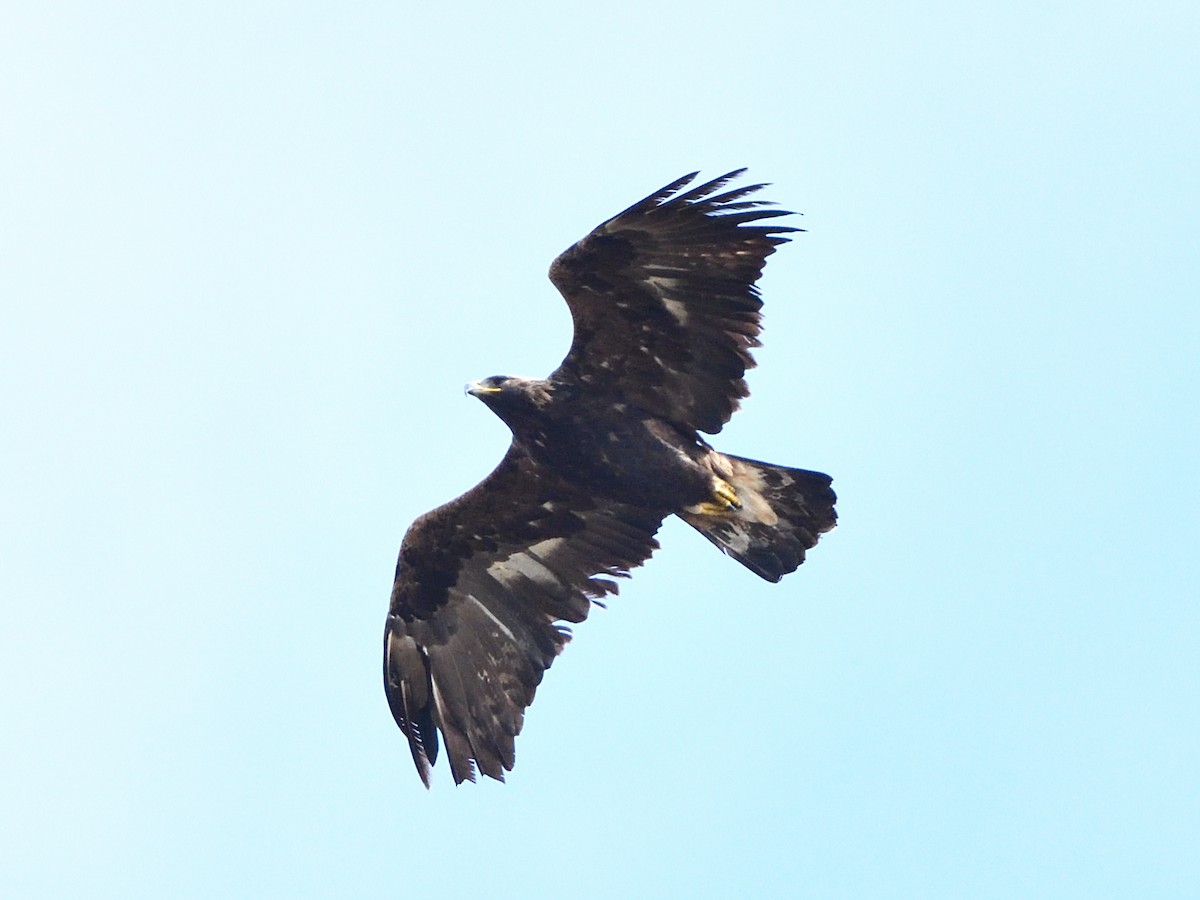 Golden Eagle - Yves Darveau