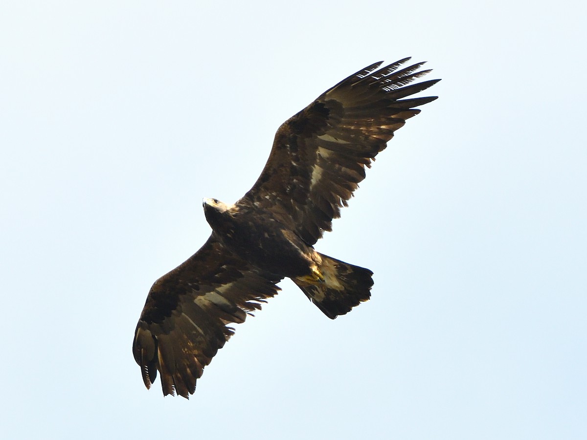 Golden Eagle - ML269386661