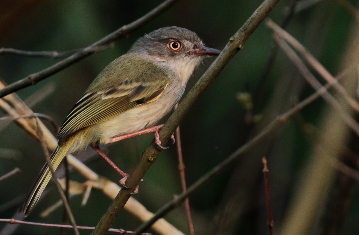 Pearly-vented Tody-Tyrant - ML269386691