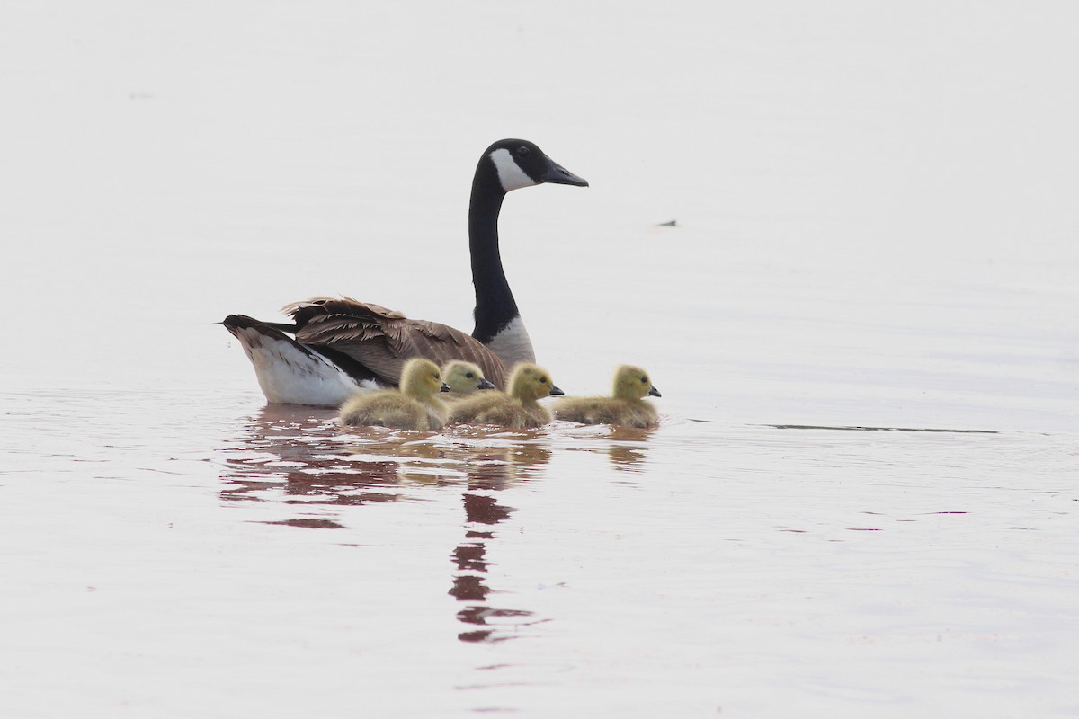 Canada Goose - ML26938681