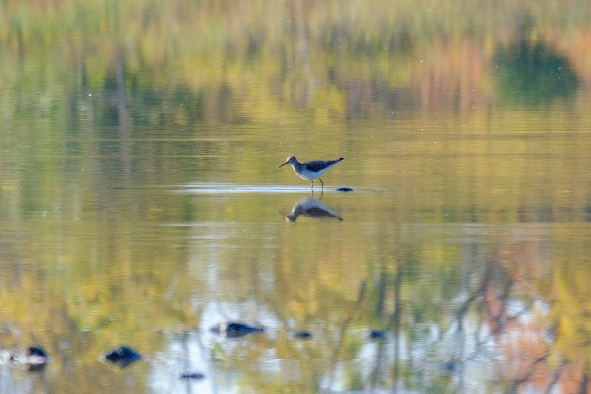Solitary Sandpiper - ML269388291