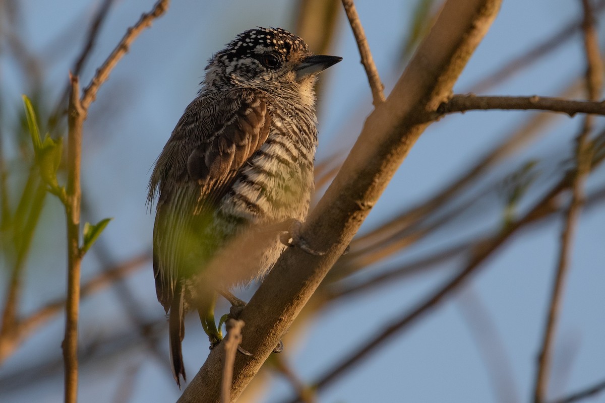 White-barred Piculet - ML269389741