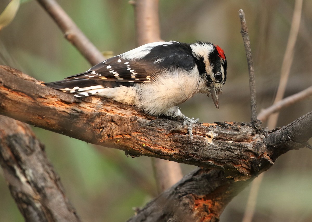 Downy Woodpecker - ML269391711