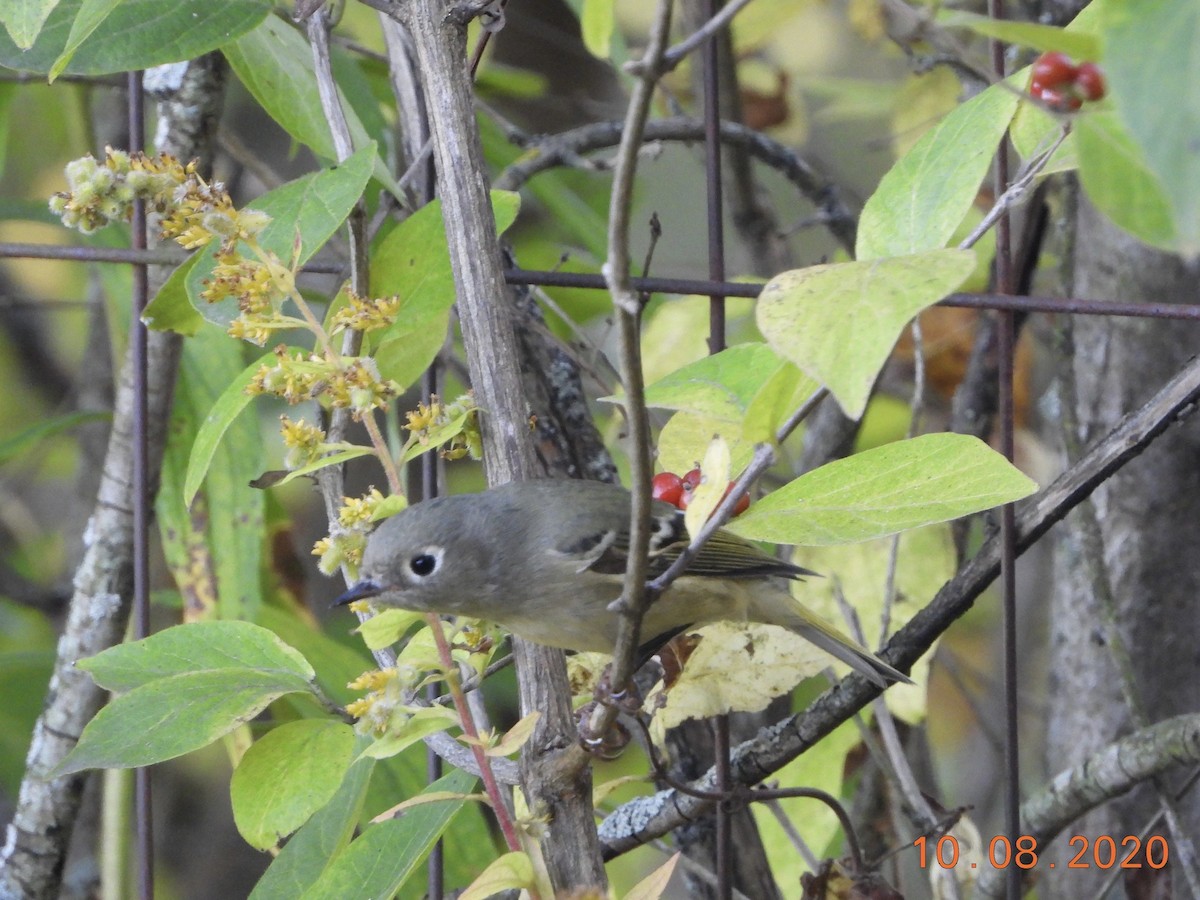 Ruby-crowned Kinglet - ML269392271