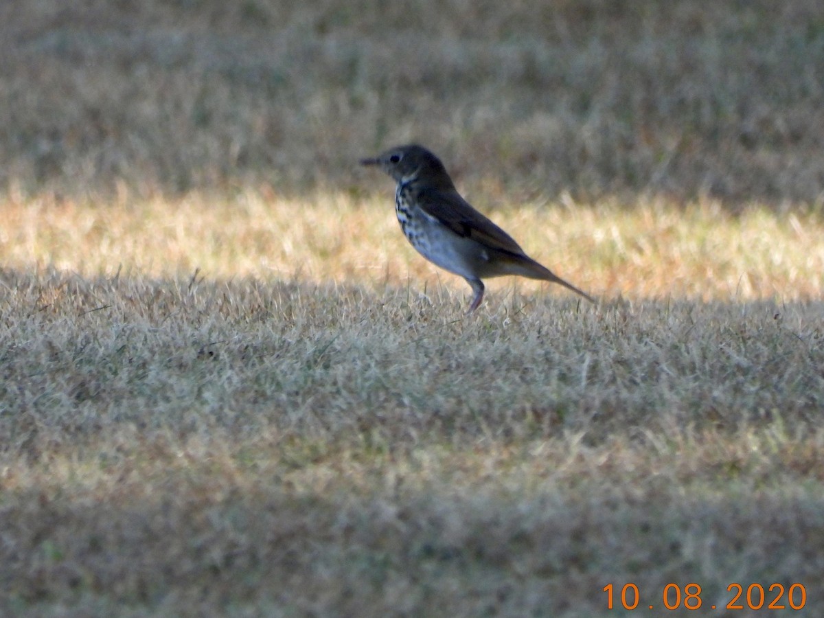 Hermit Thrush - ML269392331