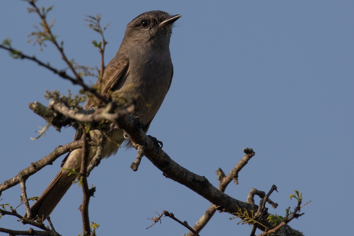 Crowned Slaty Flycatcher - Gaston y Simon Corthey