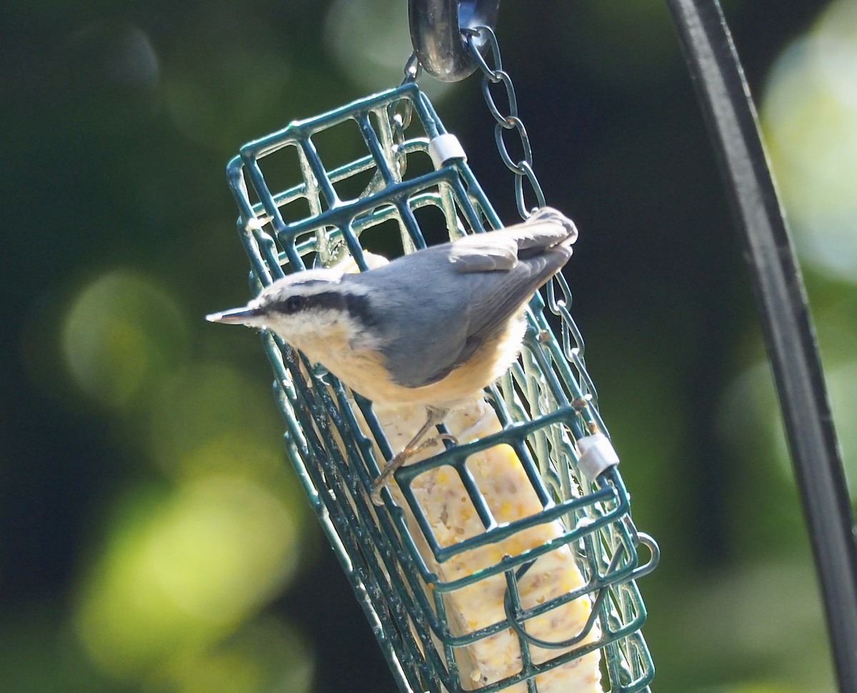 Red-breasted Nuthatch - ML269394571