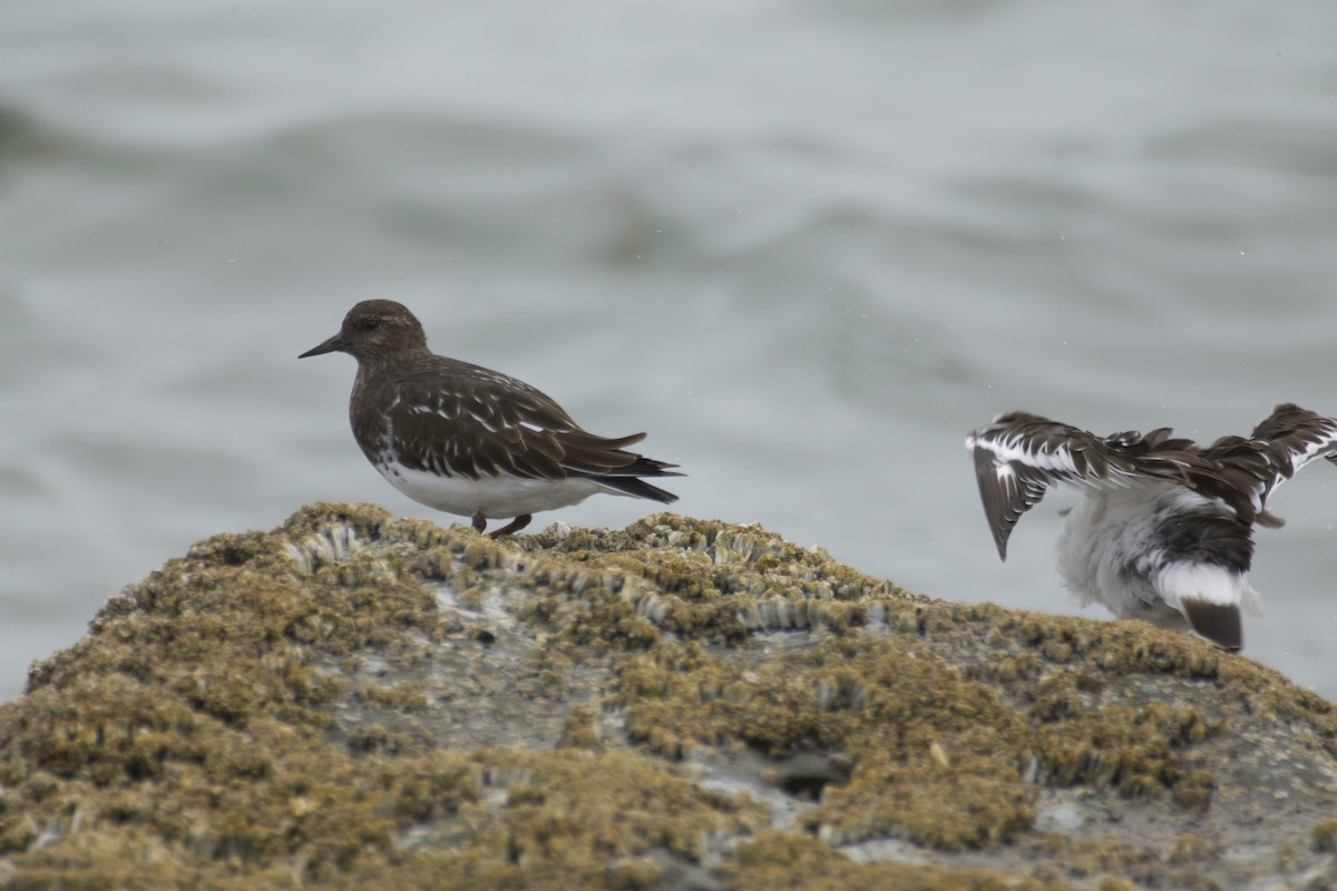 Black Turnstone - ML269395081