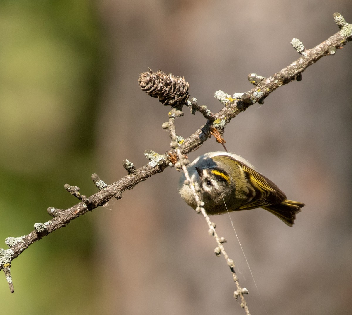 Golden-crowned Kinglet - ML269395601