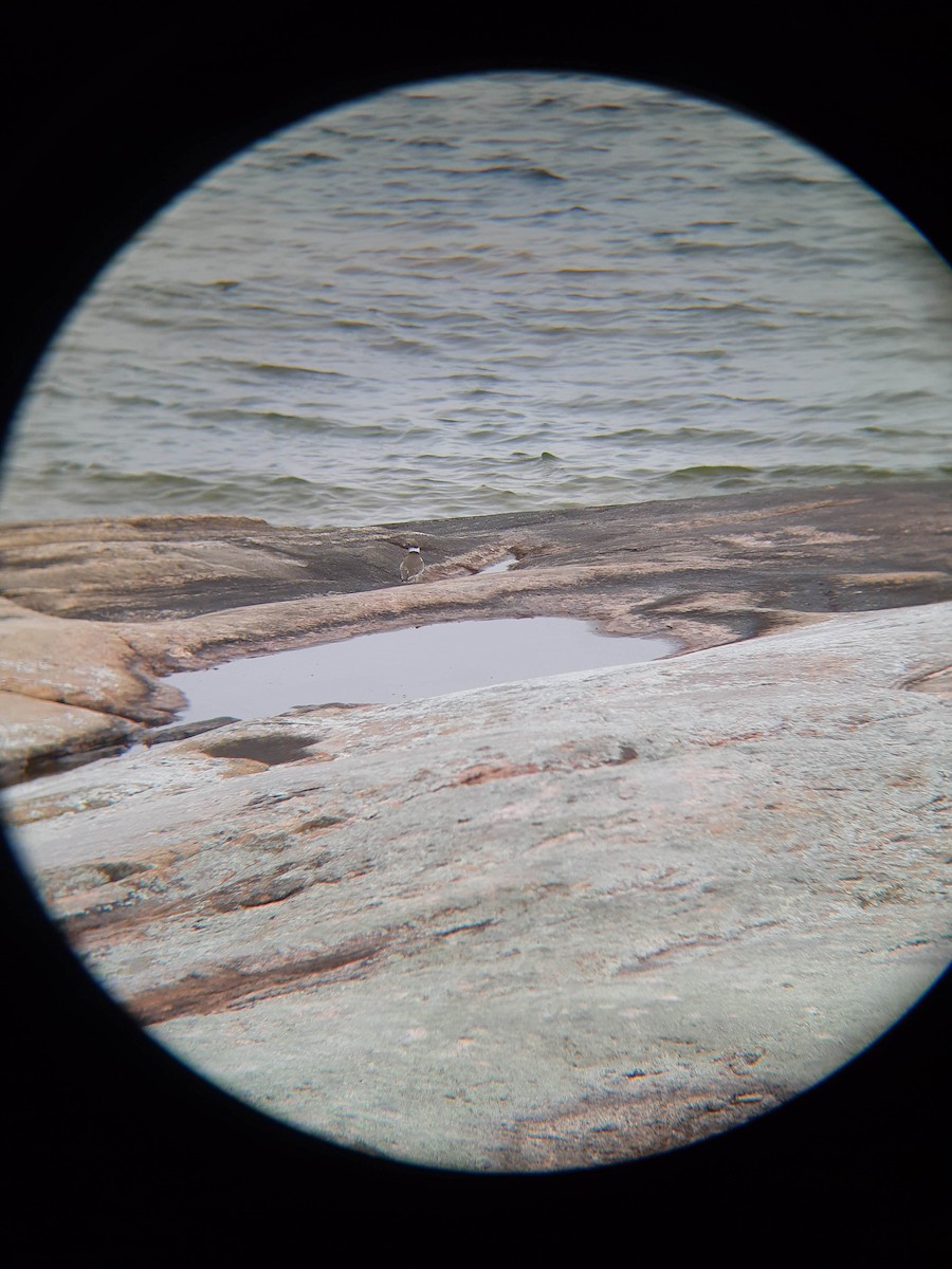 Semipalmated Plover - ML269395961